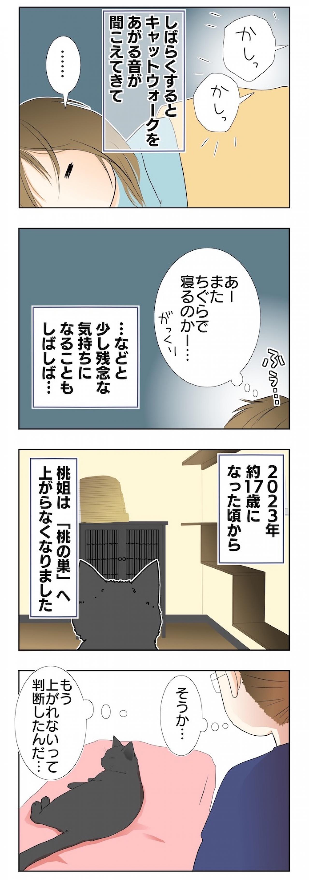 【老猫マンガ】年々できることが減るものの、姿を見られるだけで幸せ♡18歳の元保護猫・桃姐［＃1］（画像3）