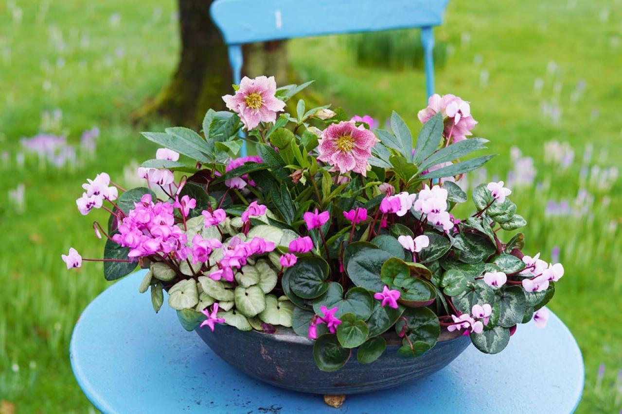 【ガーデニング】寒さに強い草花【6選】春まで咲き続ける寄せ植え（画像18）