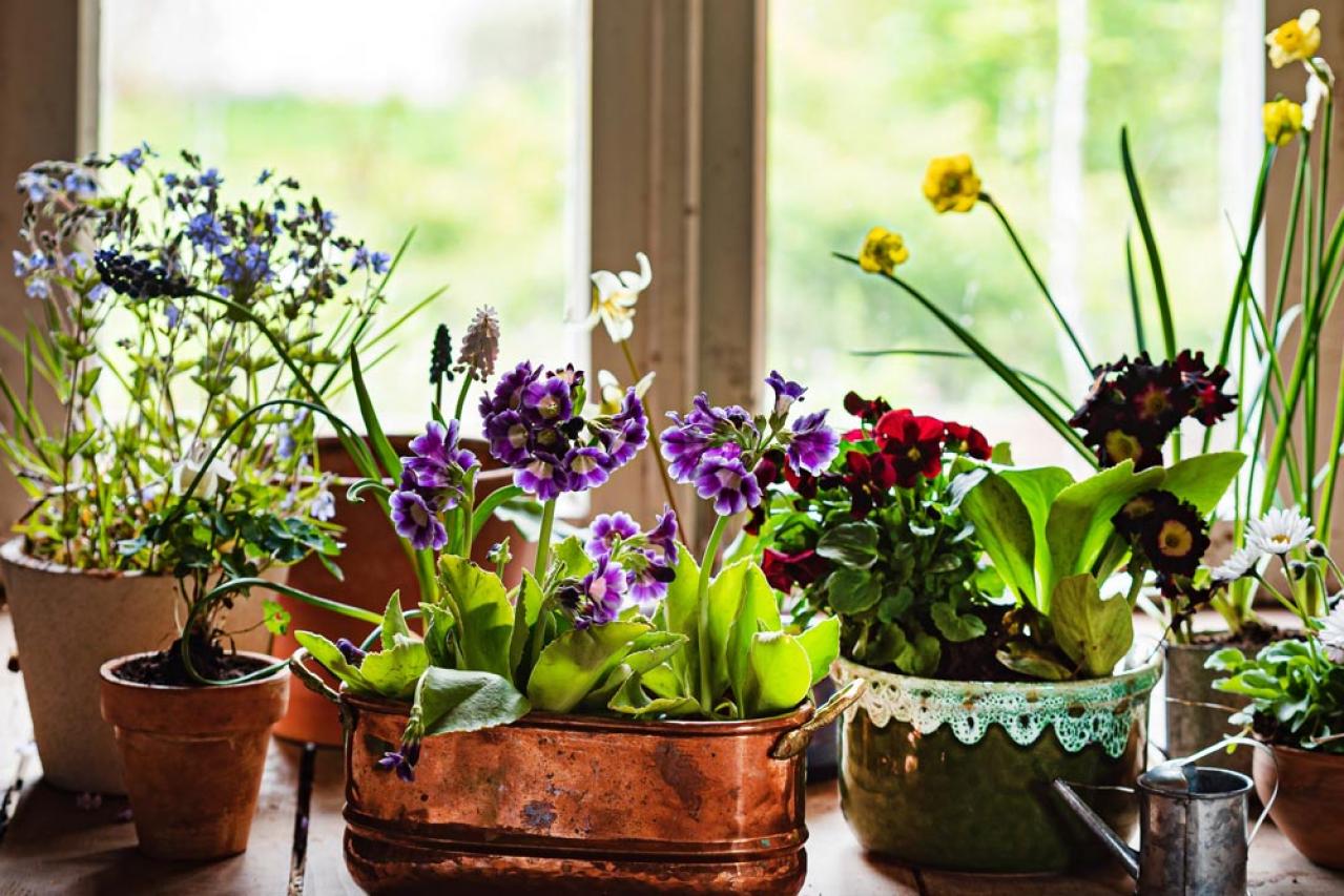 【ガーデニング】寒さに強い草花【6選】春まで咲き続ける寄せ植え（画像3）