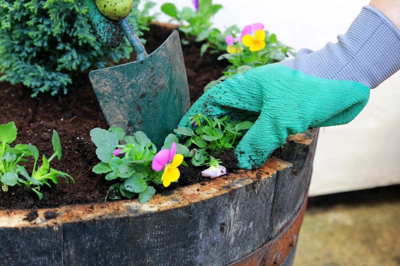 【ガーデニング】寒さに強い草花【6選】春まで咲き続ける寄せ植え（画像2）