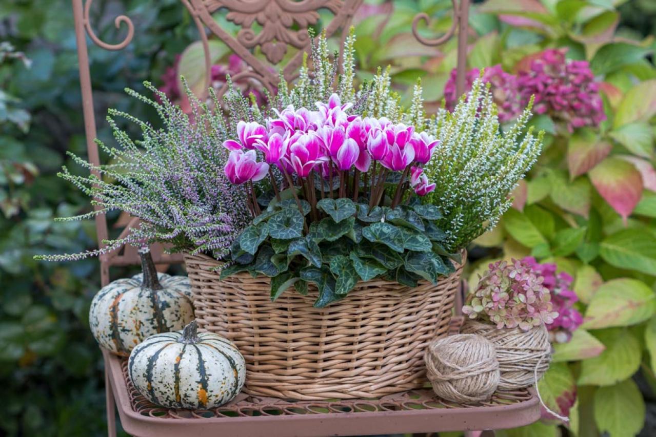 【ガーデニング】寒さに強い草花【6選】春まで咲き続ける寄せ植え（画像10）