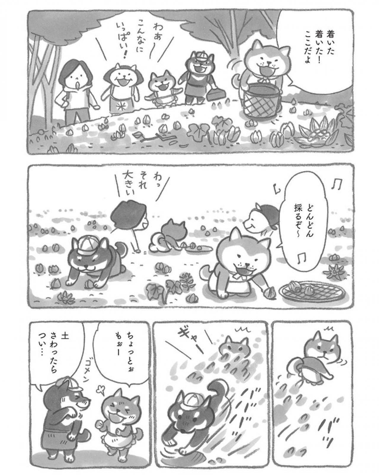 柴犬の大将が2月になると熱が入ることとは？マンガ【柴犬食堂＃1】モフモフ柴犬が「素」に返る姿にキュン！（画像5）