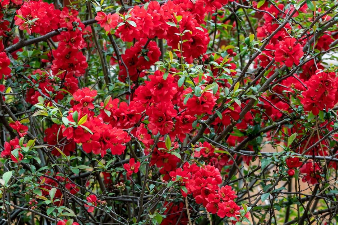 2月1日の花とは？【366日の誕生花と幸せの花言葉】