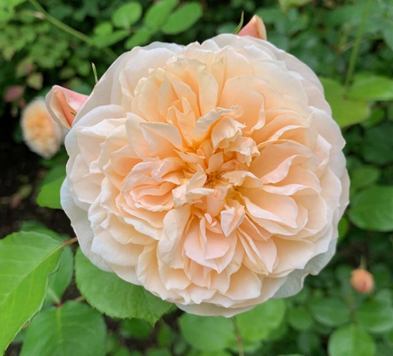 【ガーデニング】寒冷地での冬越しや剪定、どうする？ 初心者のバラ育てQ＆A（画像2）