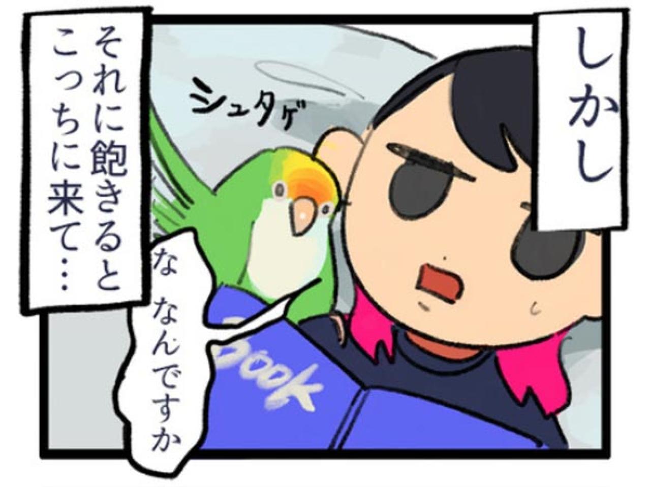 【鳥マンガ＃1】インコにおやつをあげると、えっ！？ インコによるDV被害とは…？（画像10）
