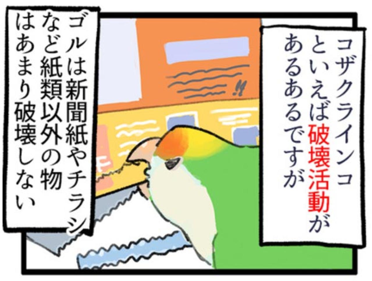 【鳥マンガ＃1】インコにおやつをあげると、えっ！？ インコによるDV被害とは…？（画像9）