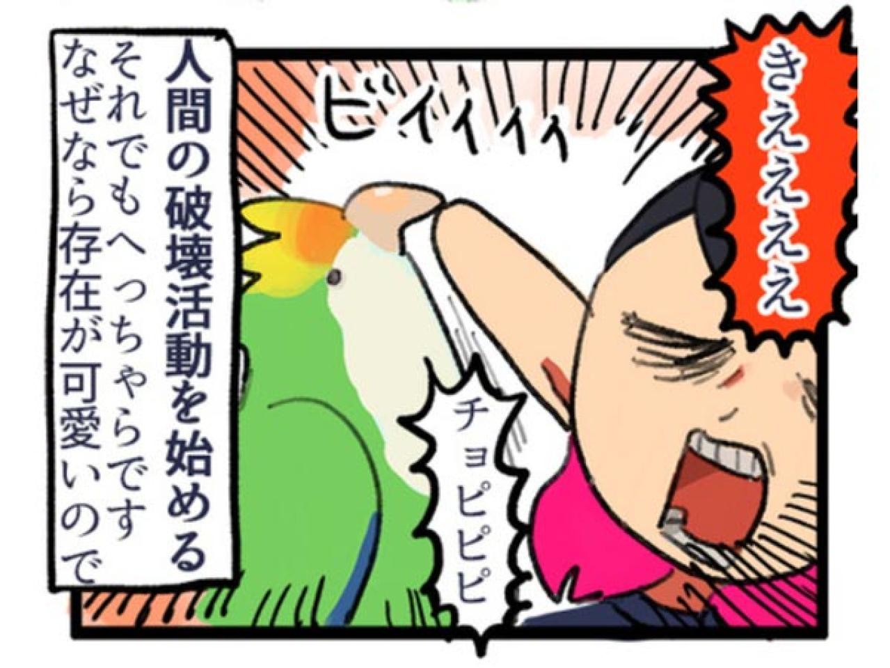【鳥マンガ＃1】インコにおやつをあげると、えっ！？ インコによるDV被害とは…？（画像11）