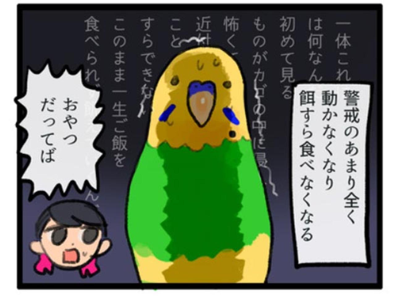 【鳥マンガ＃1】インコにおやつをあげると、えっ！？ インコによるDV被害とは…？（画像5）