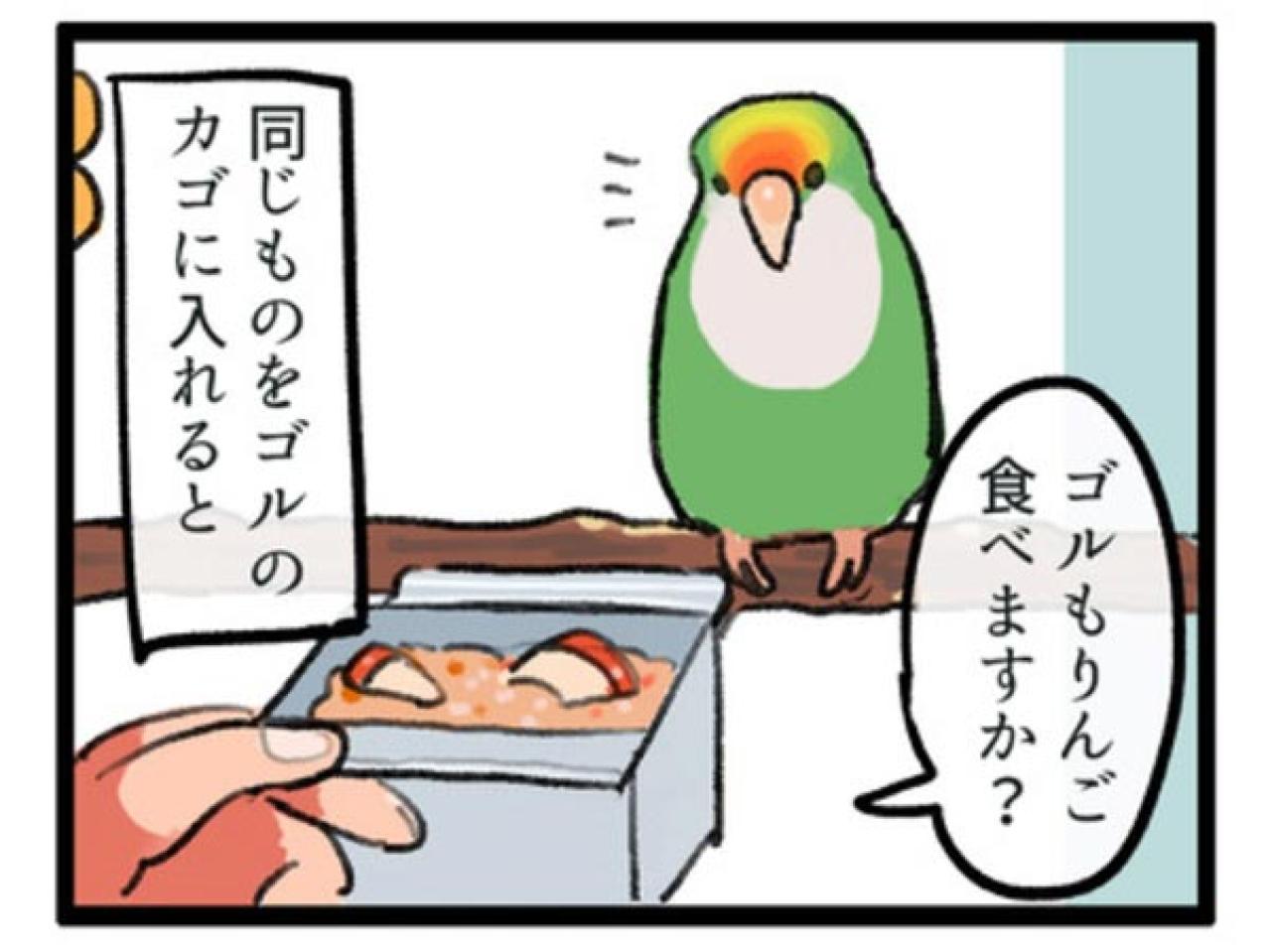 【鳥マンガ＃1】インコにおやつをあげると、えっ！？ インコによるDV被害とは…？（画像6）