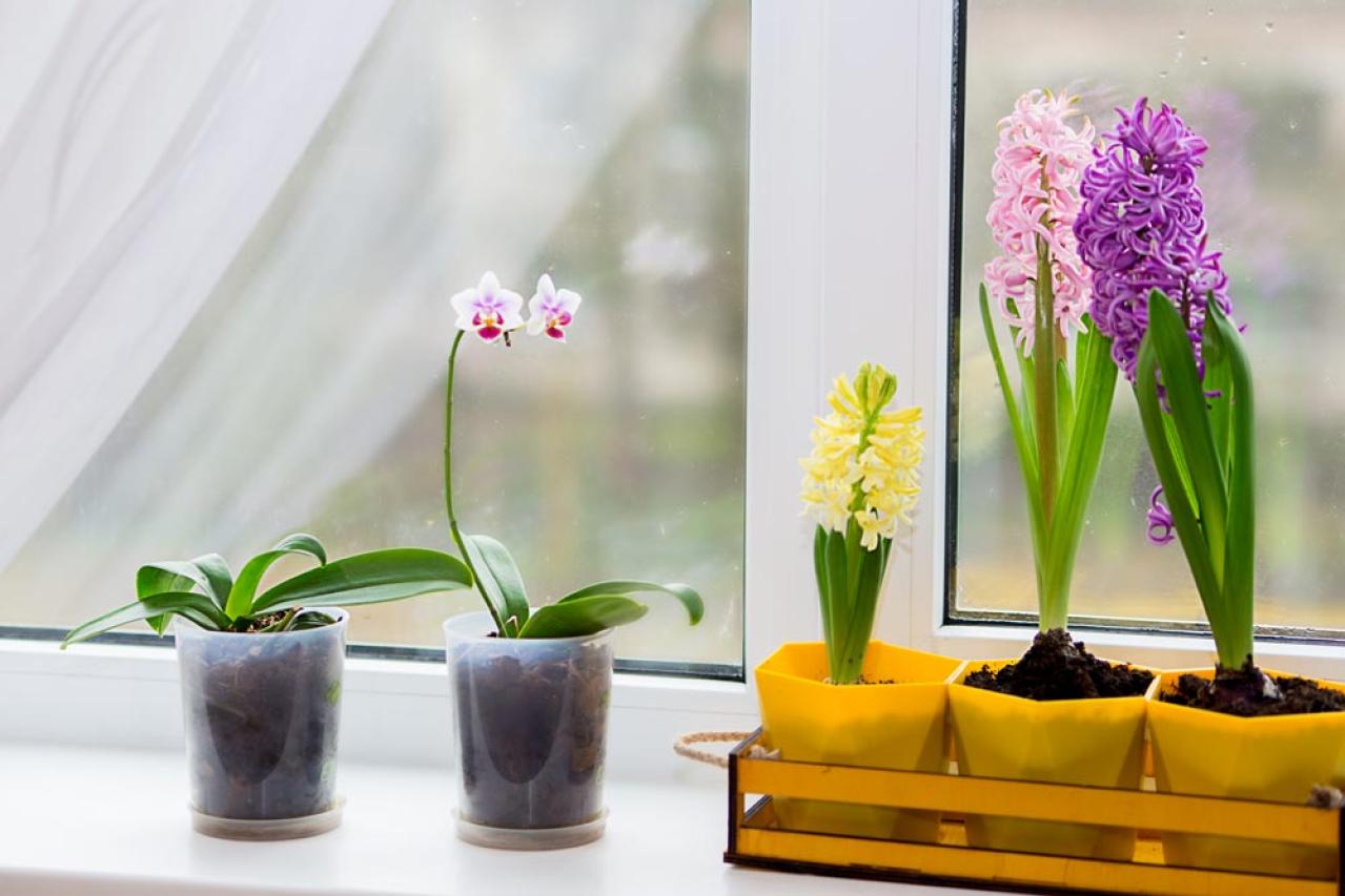 【ガーデニング】初めてでも育てられる「洋ラン」の世界【5選】（画像2）