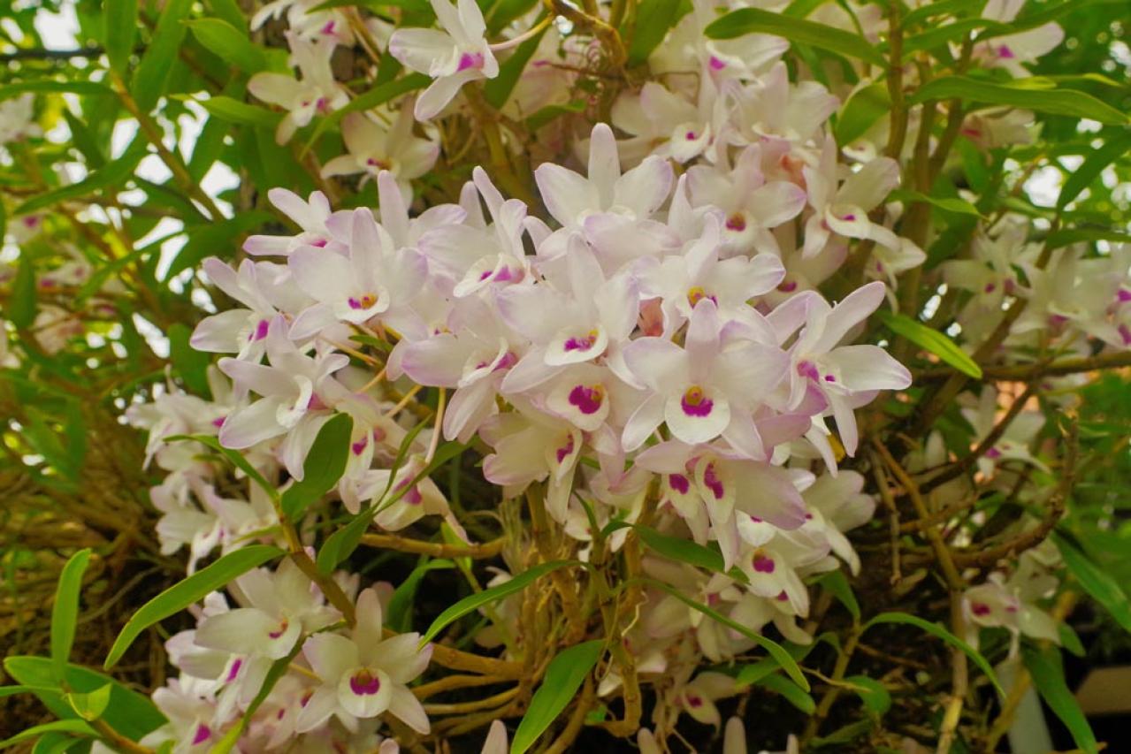 【ガーデニング】初めてでも育てられる「洋ラン」の世界【5選】（画像13）