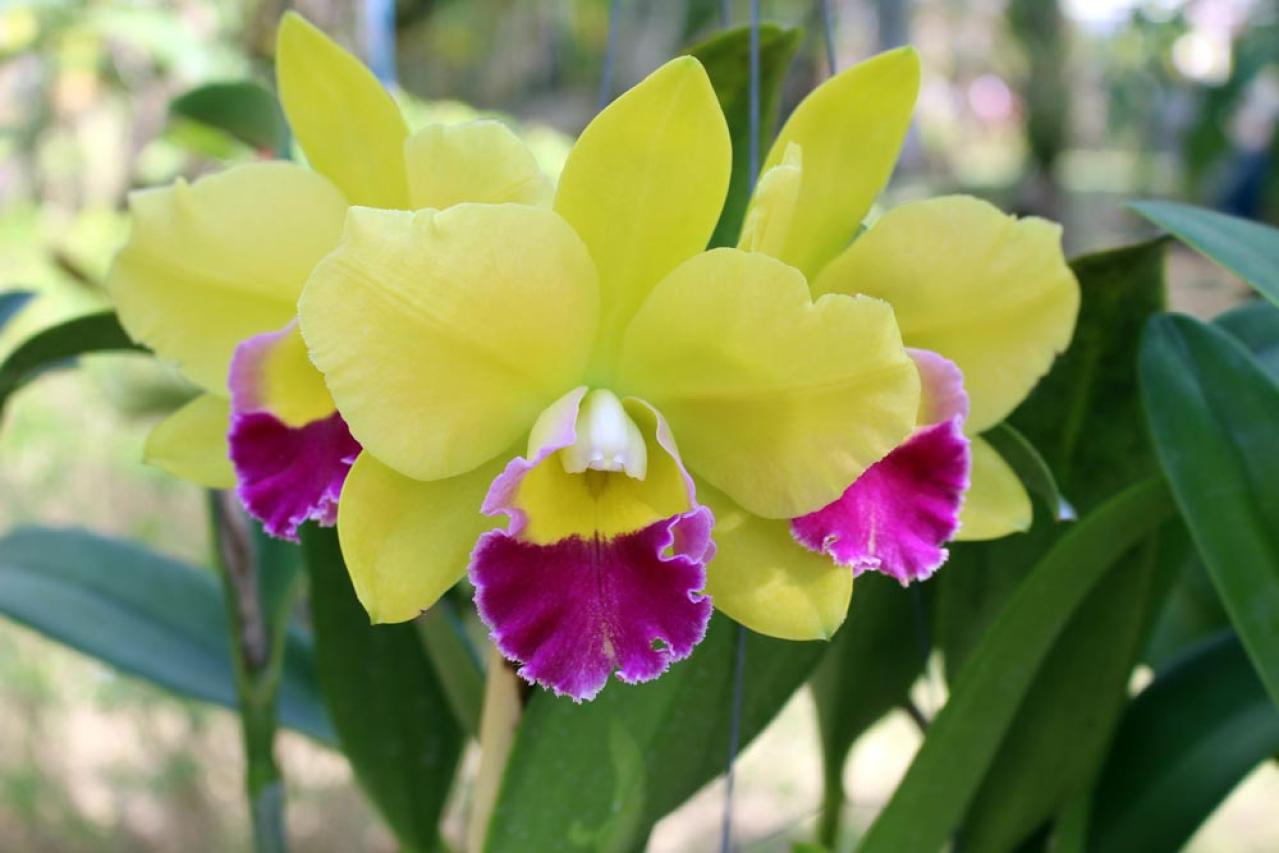 【ガーデニング】初めてでも育てられる「洋ラン」の世界【5選】（画像6）