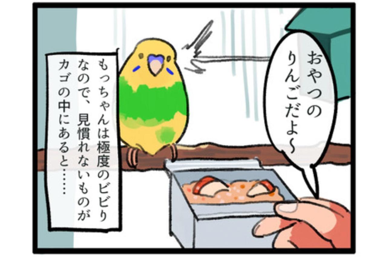 【鳥マンガ＃1】インコにおやつをあげると、えっ！？ インコによるDV被害とは…？