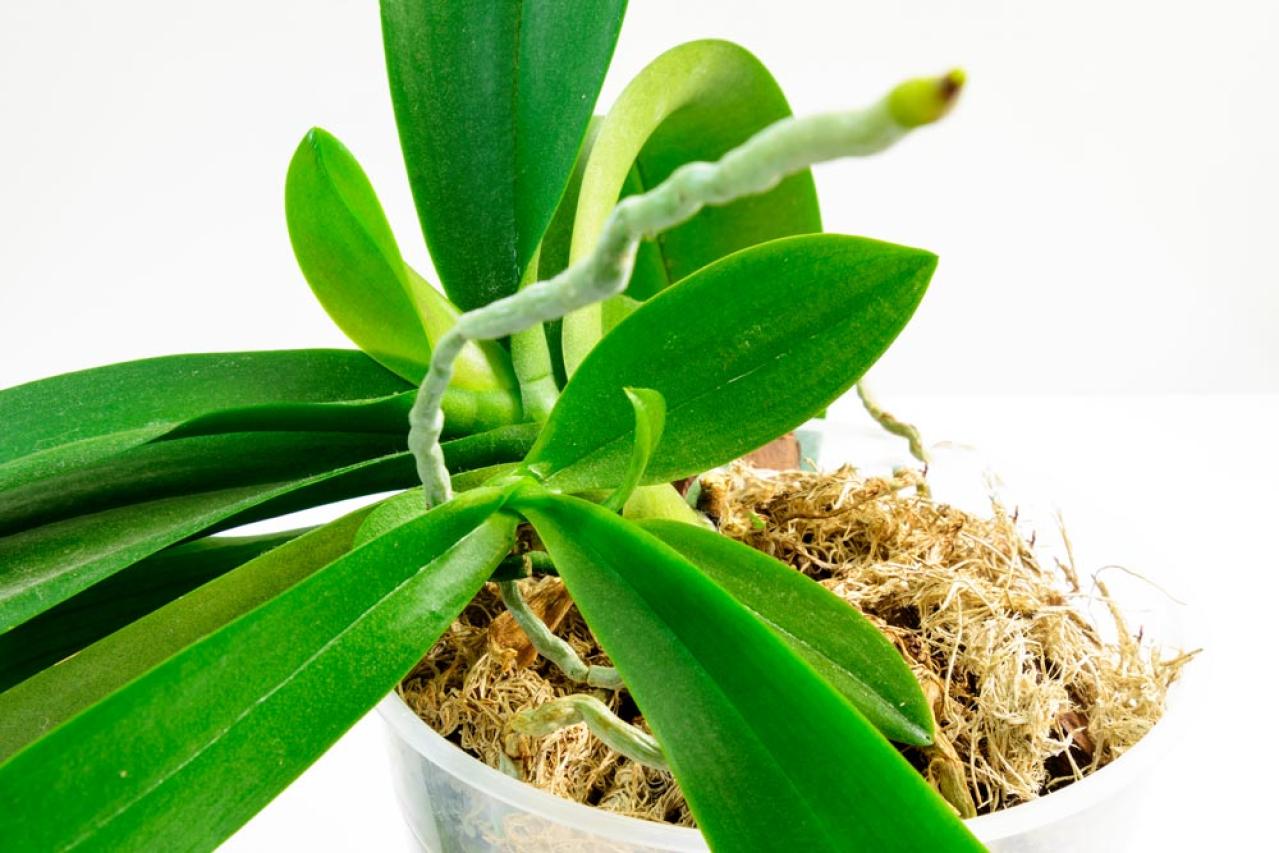 【ガーデニング】初めてでも育てられる「洋ラン」の世界【5選】（画像4）