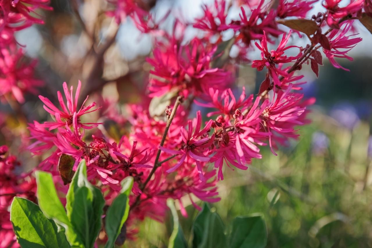 2月12日の花とは？【366日の誕生花と幸せの花言葉】