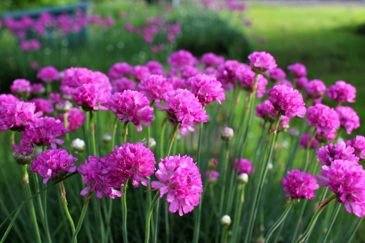 2月13日の花とは？【366日の誕生花と幸せの花言葉】