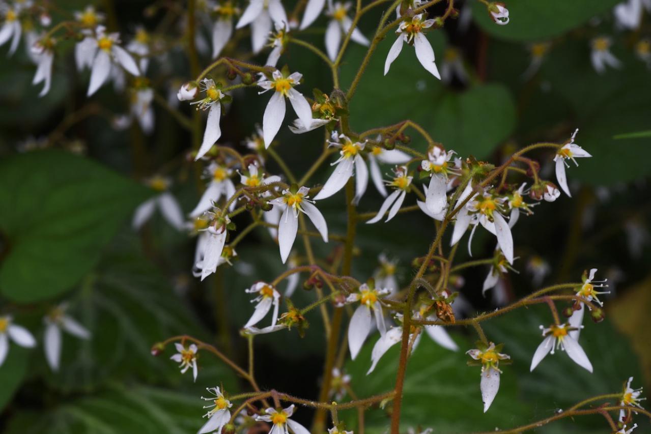 2月8日の花とは？【366日の誕生花と幸せの花言葉】