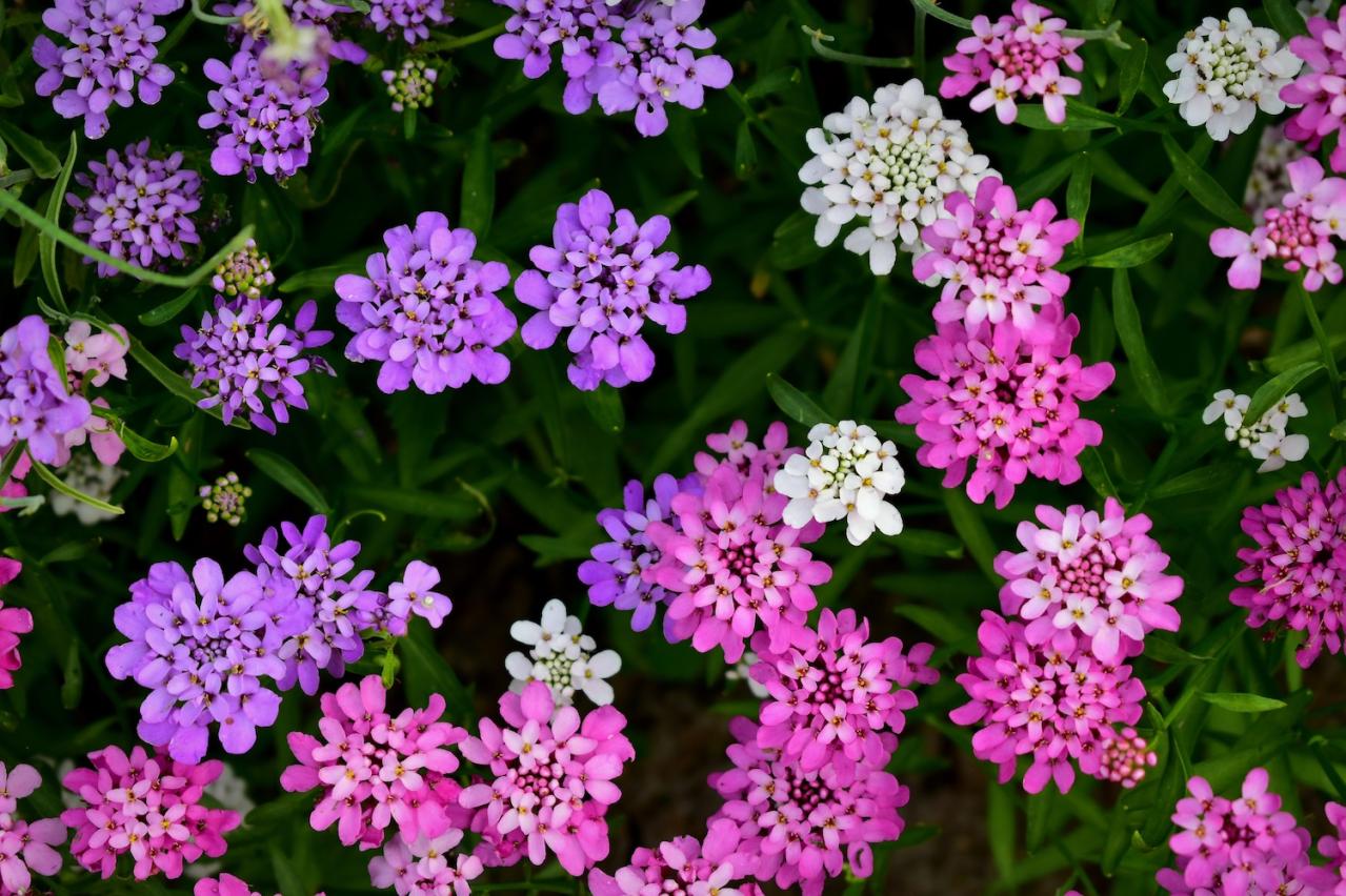 2月11日の花とは？【366日の誕生花と幸せの花言葉】