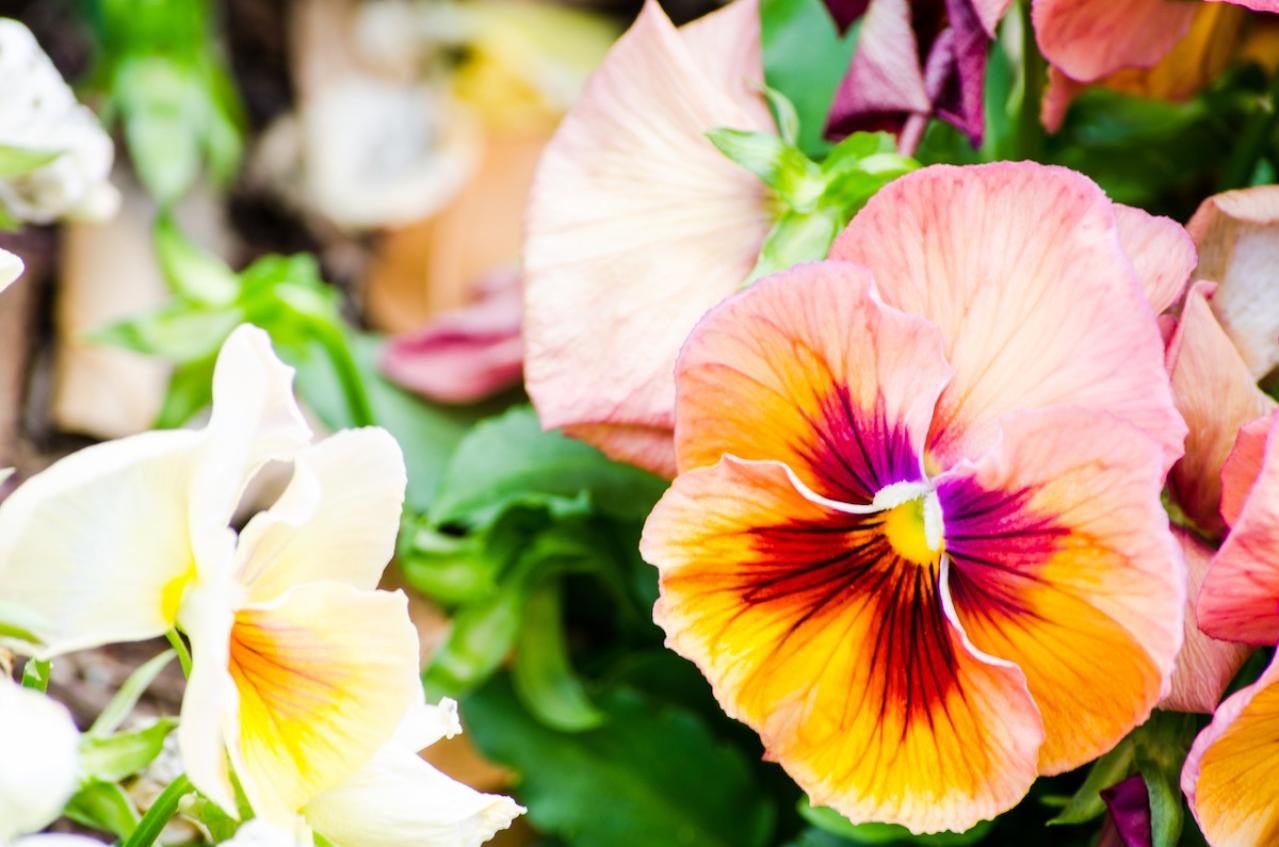 2月7日の花とは？【366日の誕生花と幸せの花言葉】