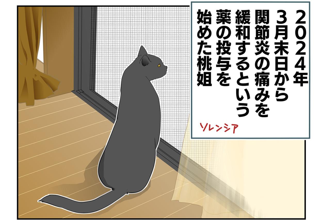 【老猫マンガ】ソレンシア接種から1カ月…。18歳の元保護猫・桃姐［＃4］