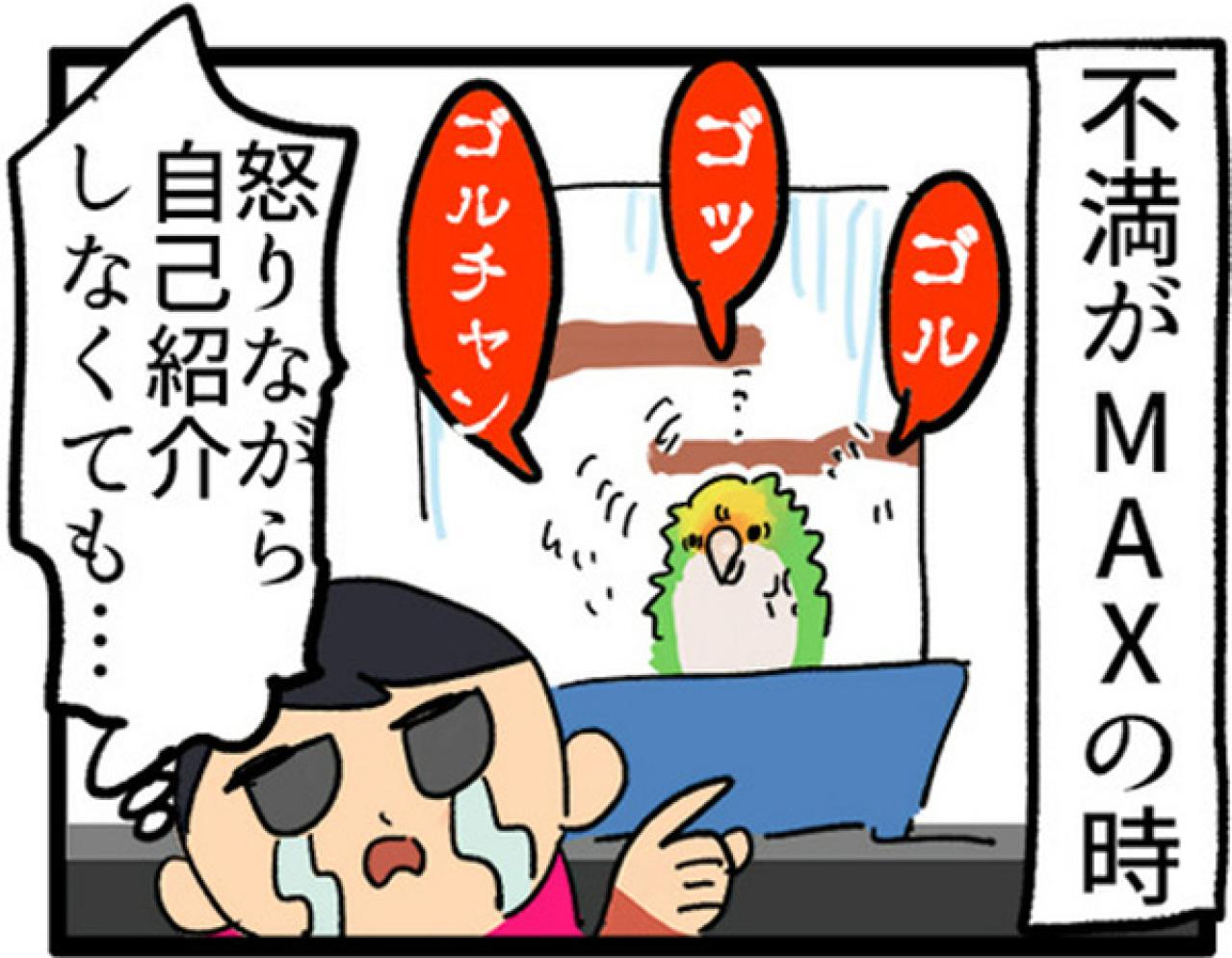 【鳥マンガ＃2】全てを破壊するインコとは！？インコのおしゃべり（画像14）
