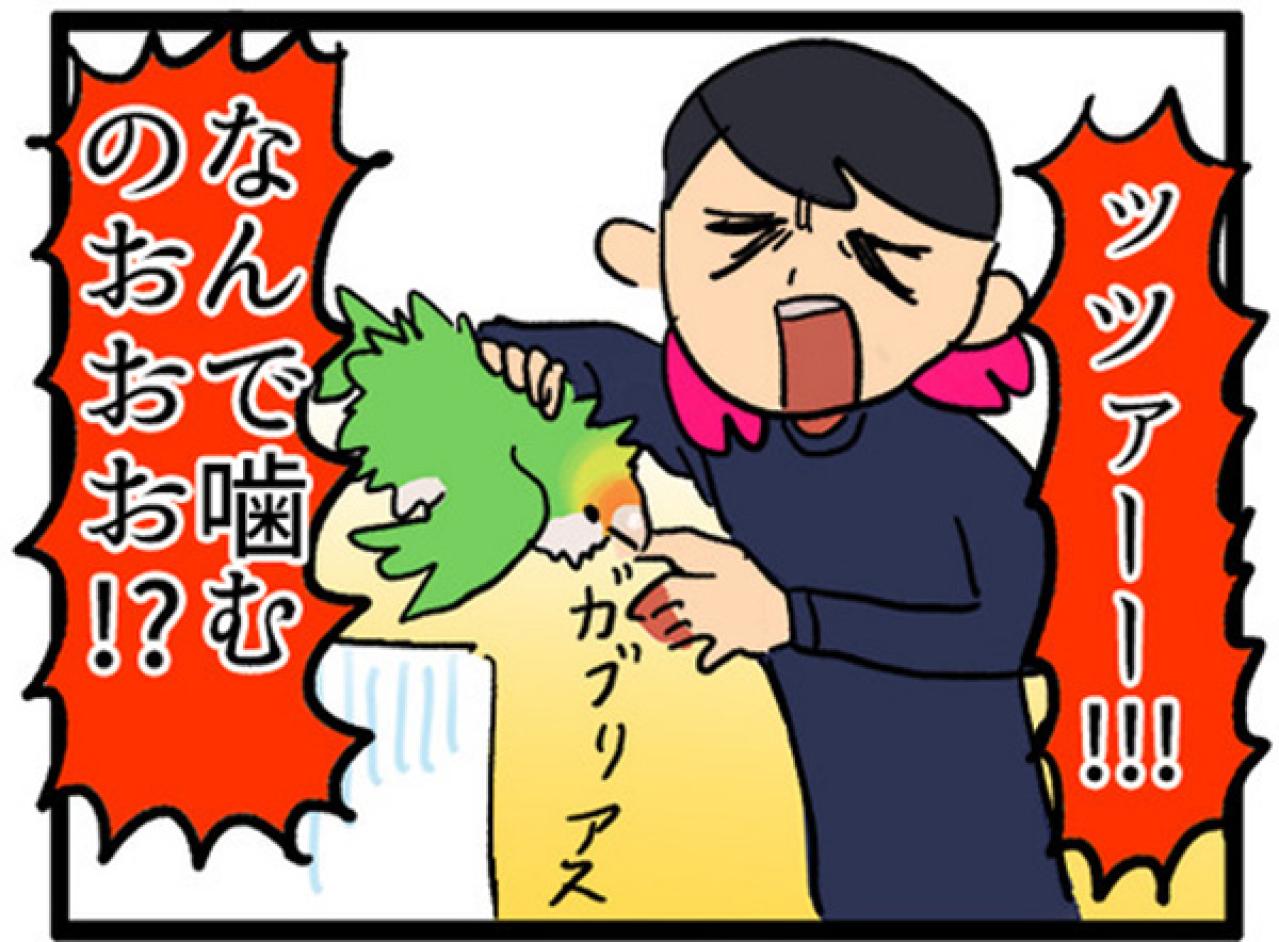 【鳥マンガ＃2】全てを破壊するインコとは！？インコのおしゃべり（画像12）