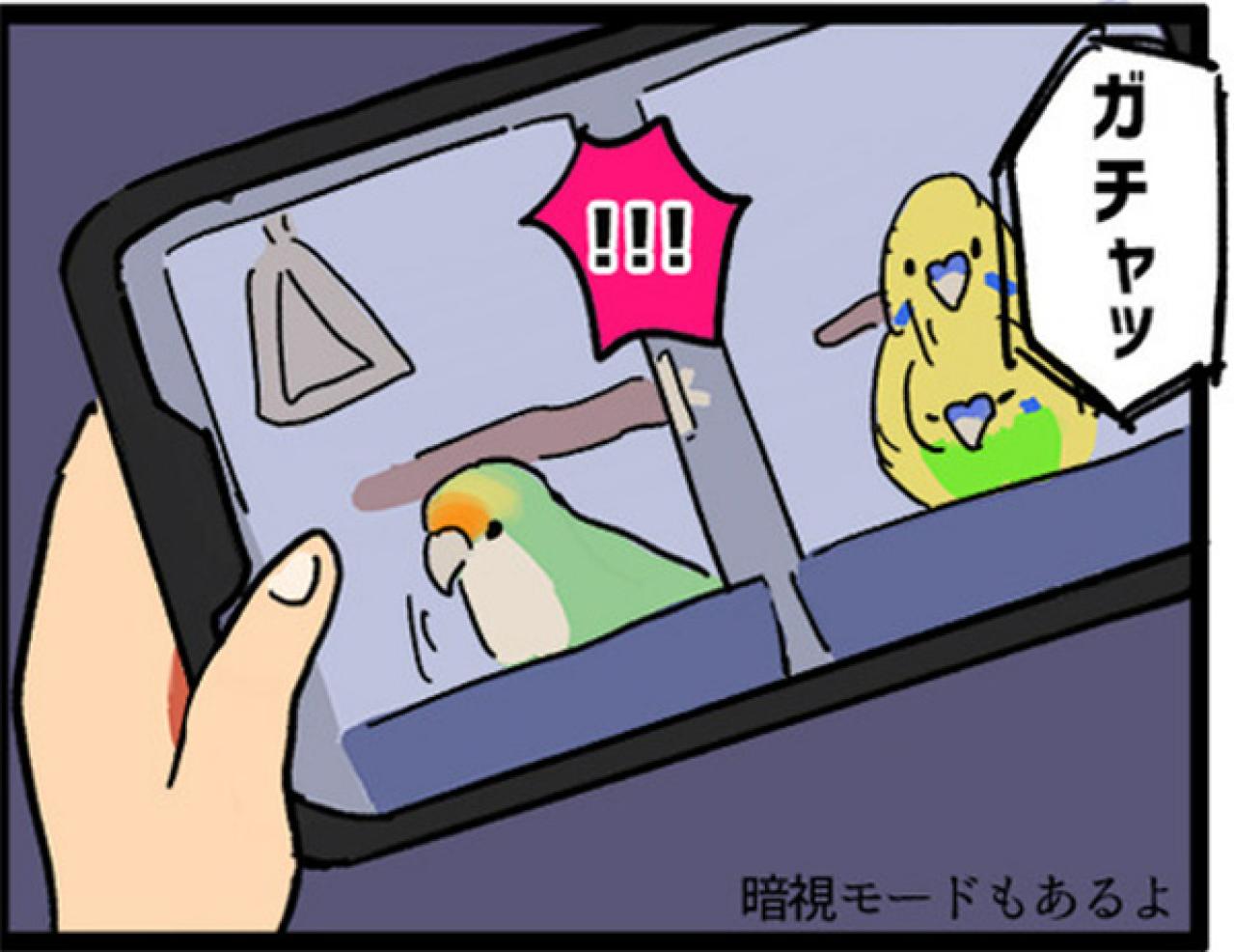 【鳥マンガ＃3】塩対応なインコ、デレるインコ。ホームカメラで見てみると！？（画像13）