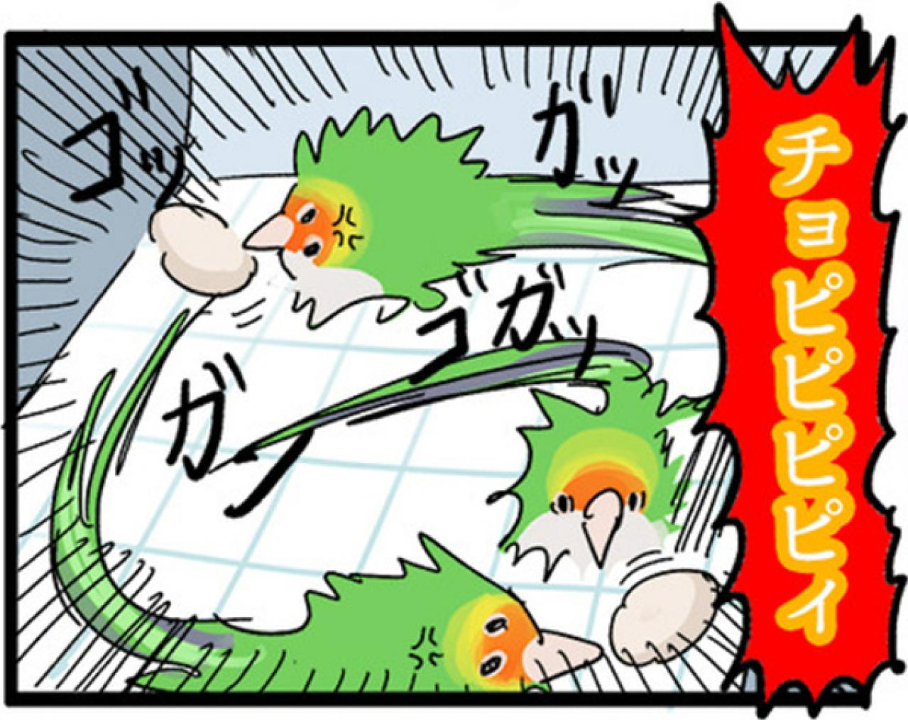 【鳥マンガ＃2】全てを破壊するインコとは！？インコのおしゃべり（画像8）