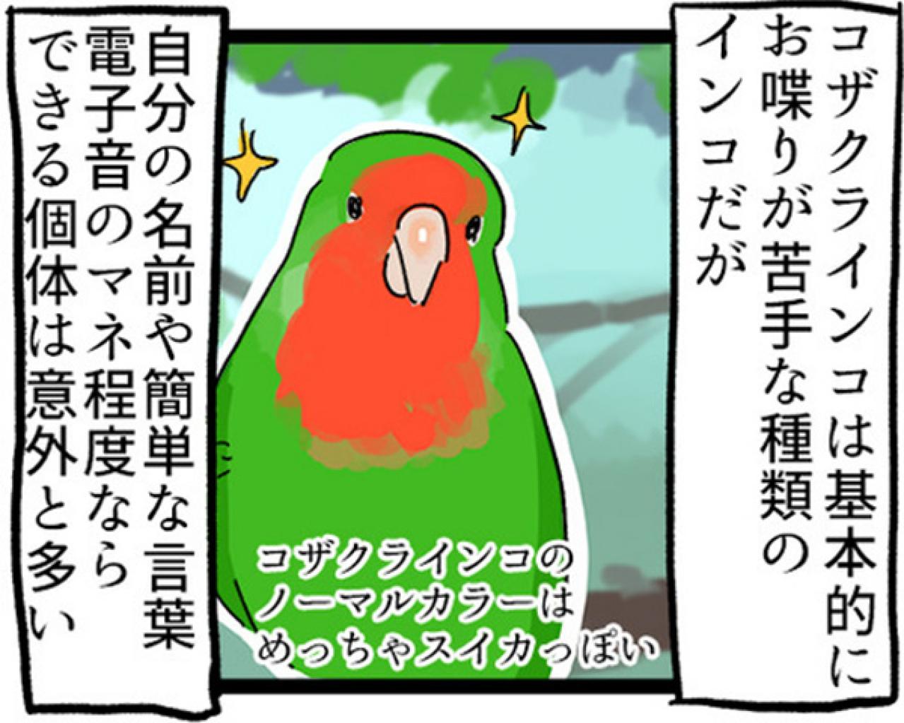 【鳥マンガ＃2】全てを破壊するインコとは！？インコのおしゃべり（画像10）