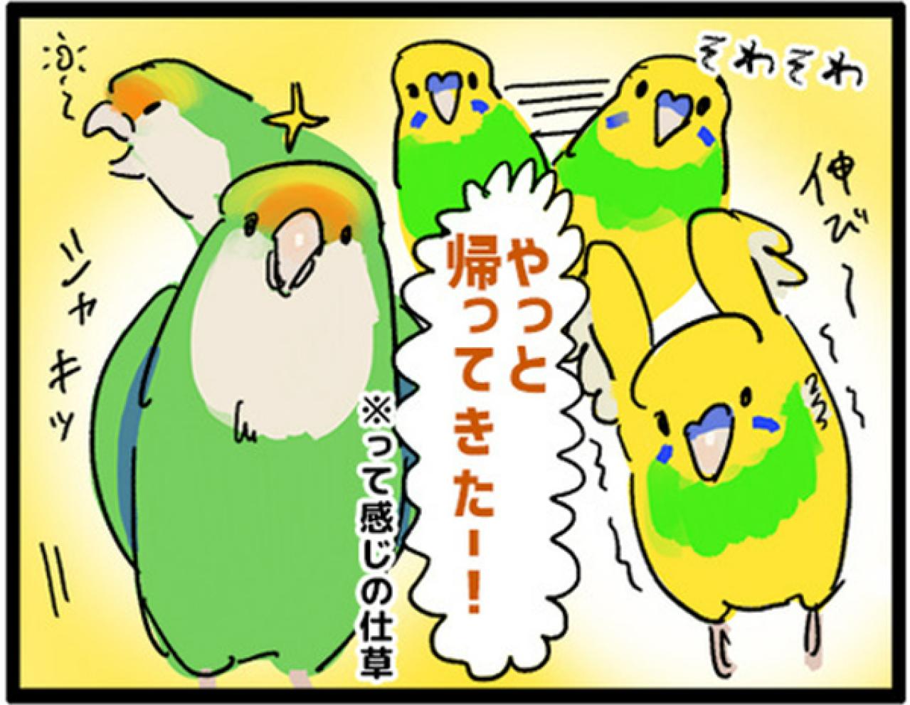 【鳥マンガ＃3】塩対応なインコ、デレるインコ。ホームカメラで見てみると！？（画像14）