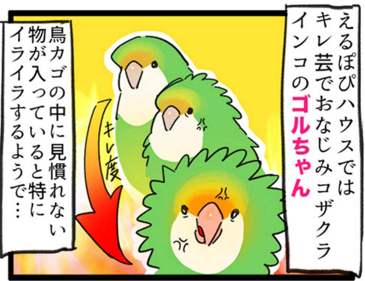 【鳥マンガ＃6】敵には容赦しないインコ。「飼い主はつらいよ」（画像4）