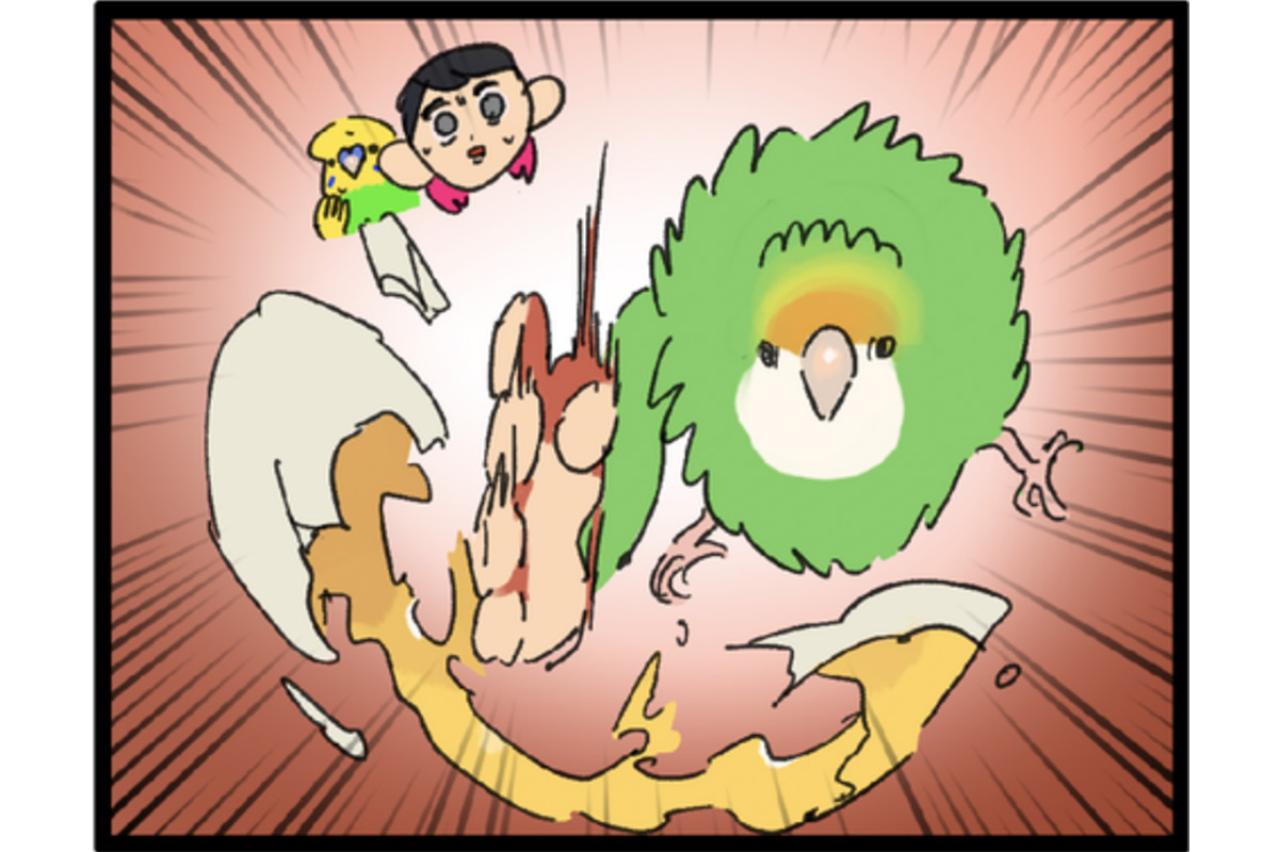 【鳥マンガ＃6】敵には容赦しないインコ。「飼い主はつらいよ」