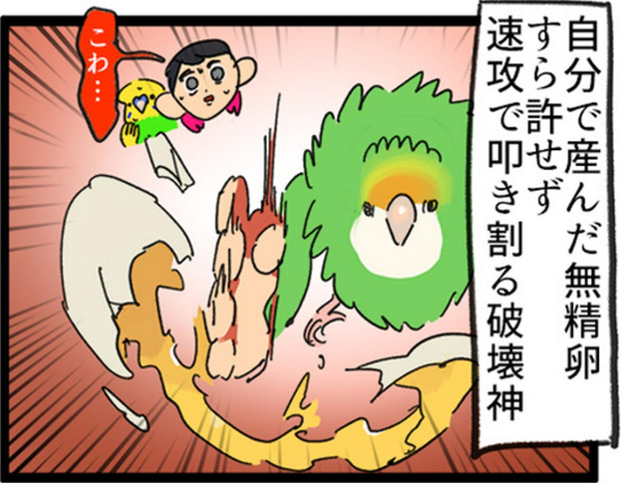 【鳥マンガ＃6】敵には容赦しないインコ。「飼い主はつらいよ」（画像5）