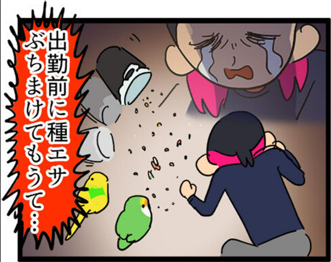 【鳥マンガ＃6】敵には容赦しないインコ。「飼い主はつらいよ」（画像14）