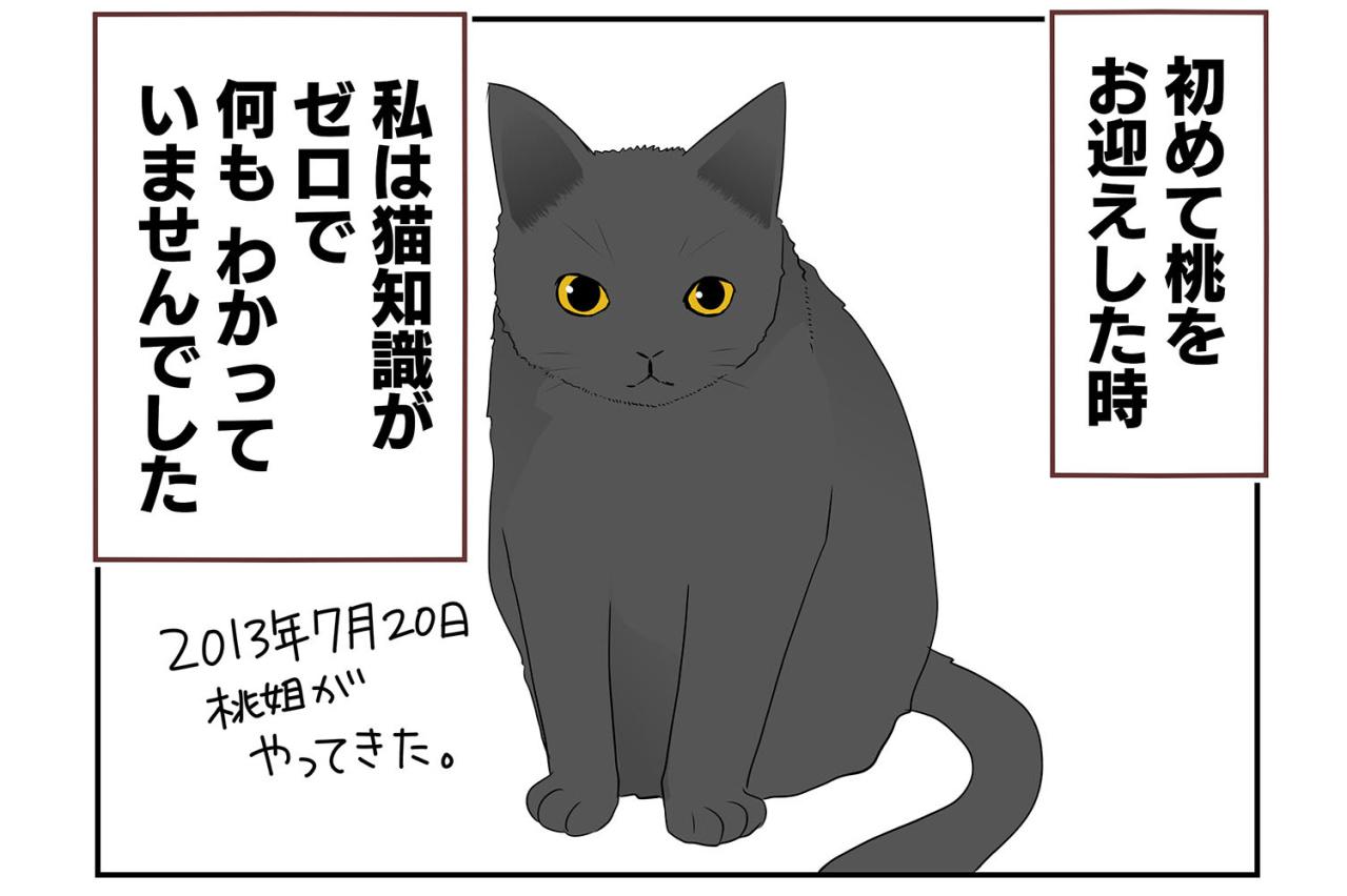 【老猫マンガ】初めて猫を迎えた時は…18歳の元保護猫・桃姐［＃5］