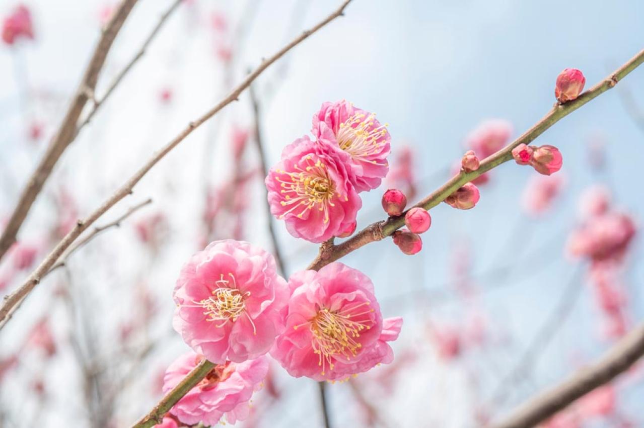 【ガーデニング】寒さの中で咲く花［9選］春の訪れを教えてくれる（画像9）