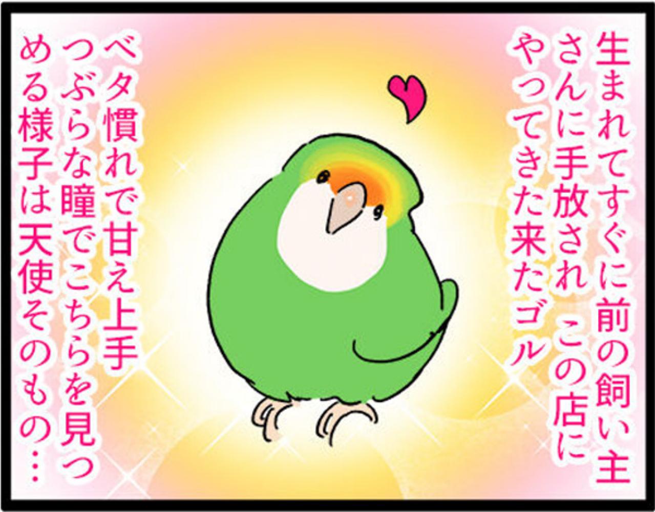 【鳥マンガ＃5】インコVS飼い主の偽卵戦争　ゴルちゃんとの出会い（画像12）