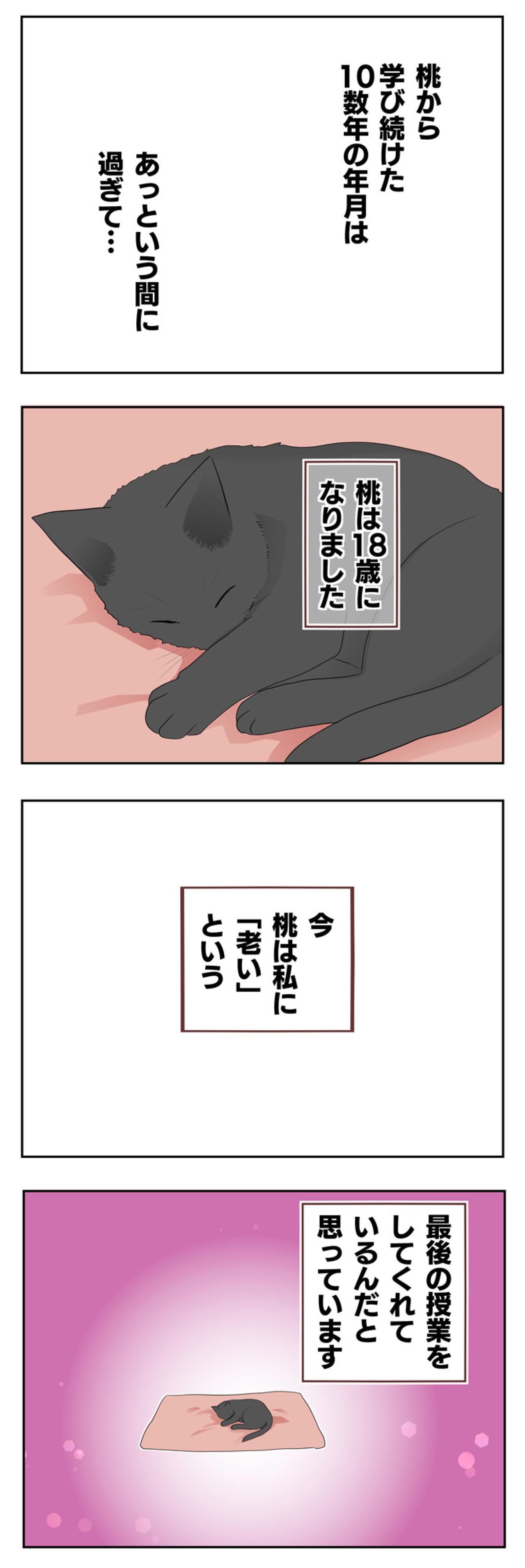 【老猫マンガ】初めて猫を迎えた時は…18歳の元保護猫・桃姐［＃5］（画像3）