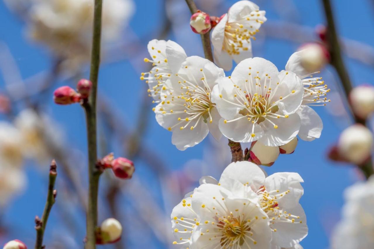 【ガーデニング】寒さの中で咲く花［9選］春の訪れを教えてくれる（画像10）