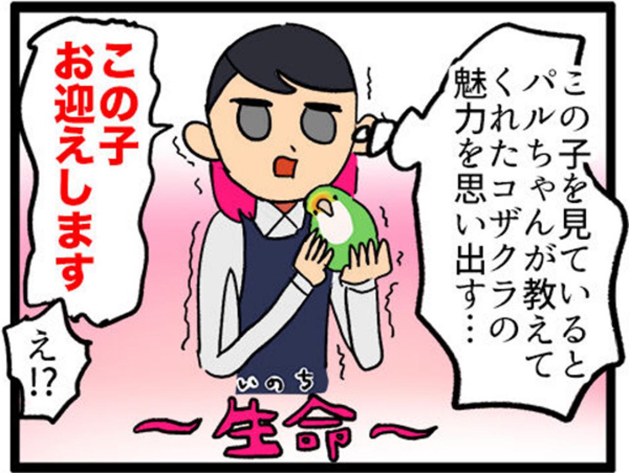 【鳥マンガ＃5】インコVS飼い主の偽卵戦争　ゴルちゃんとの出会い（画像13）