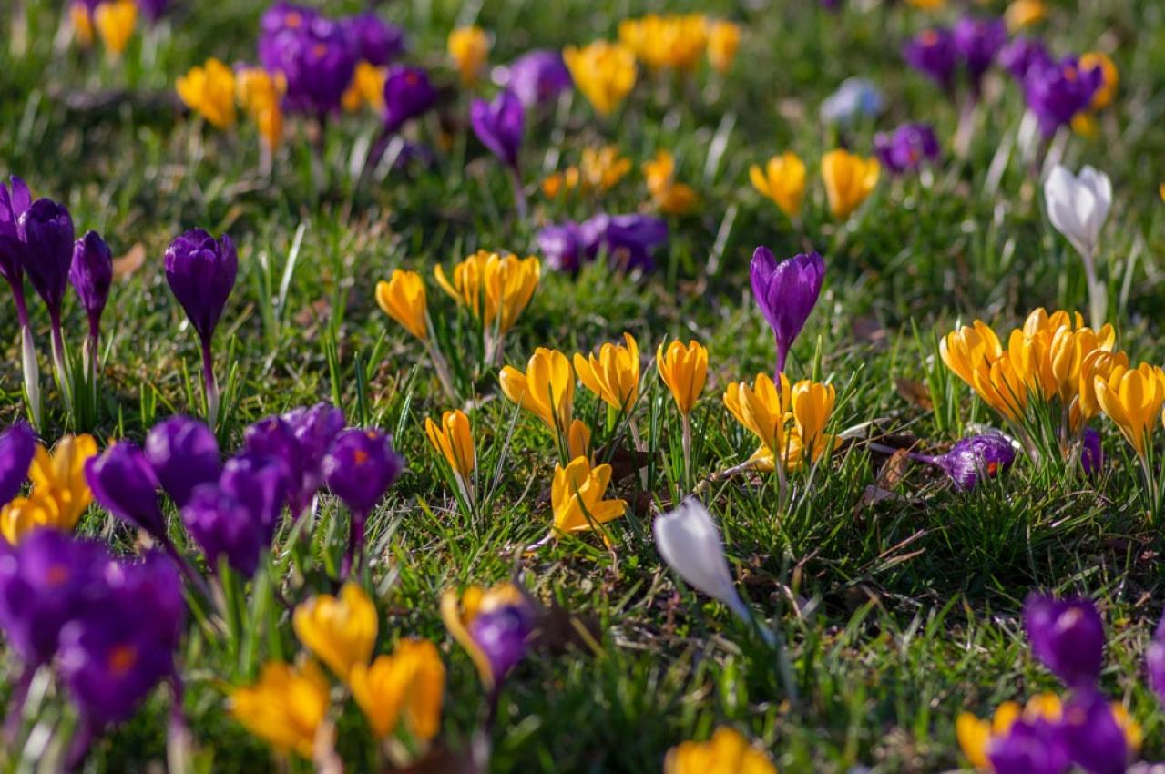 【ガーデニング】寒さの中で咲く花［9選］春の訪れを教えてくれる（画像15）
