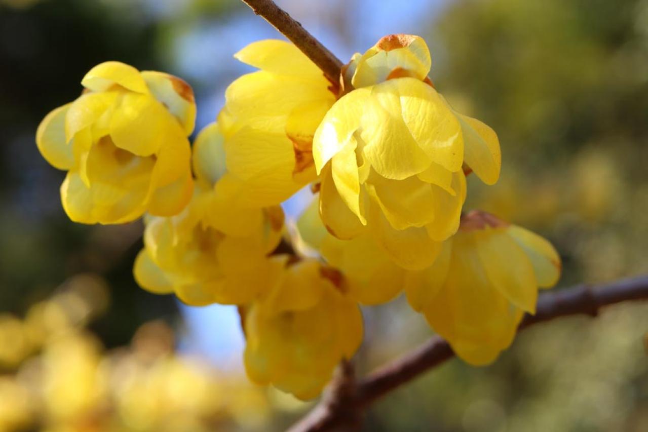 【ガーデニング】寒さの中で咲く花［9選］春の訪れを教えてくれる（画像12）