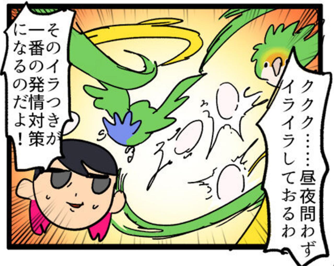 【鳥マンガ＃5】インコVS飼い主の偽卵戦争　ゴルちゃんとの出会い（画像6）
