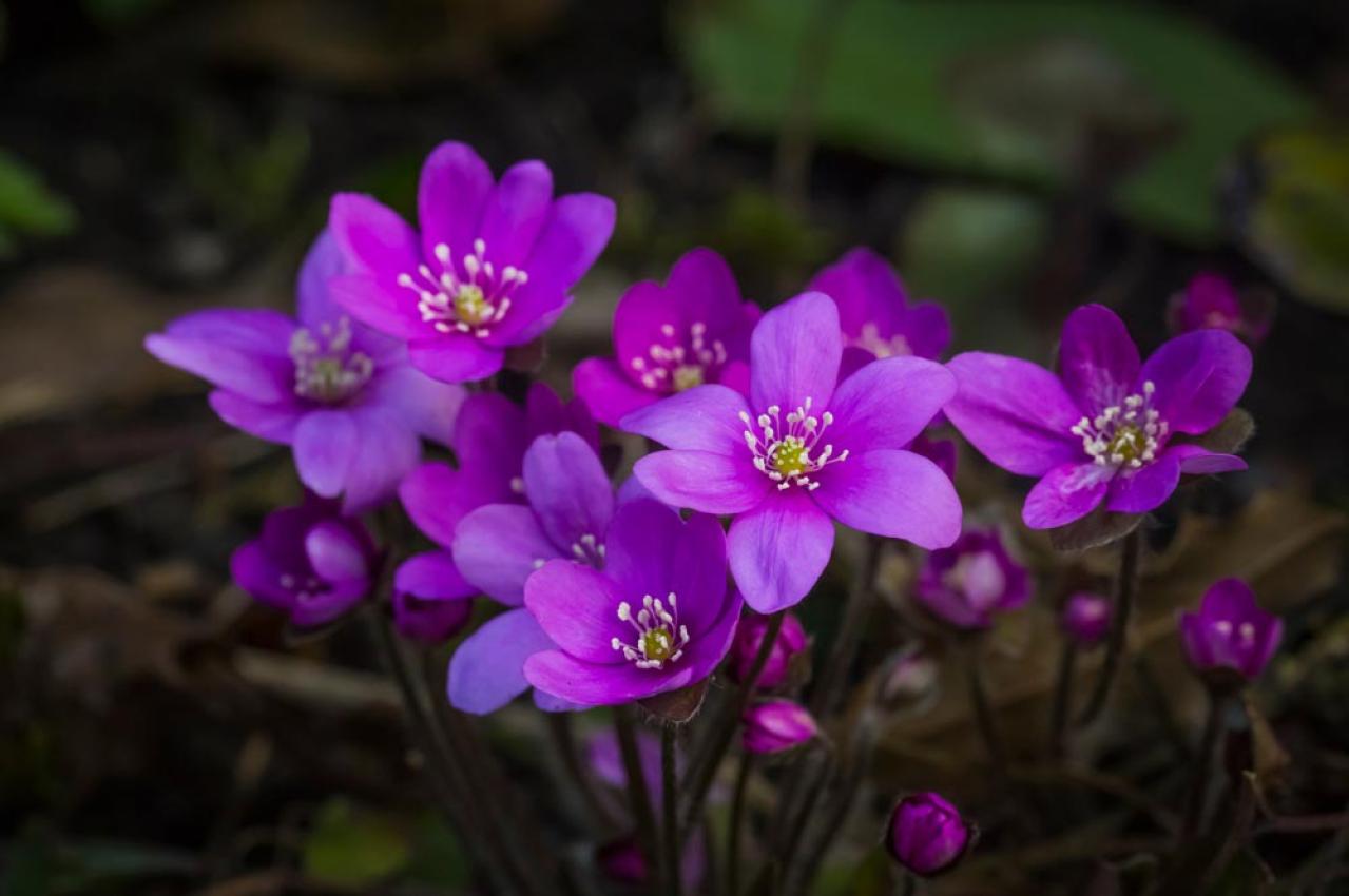 【ガーデニング】寒さの中で咲く花［9選］春の訪れを教えてくれる（画像14）