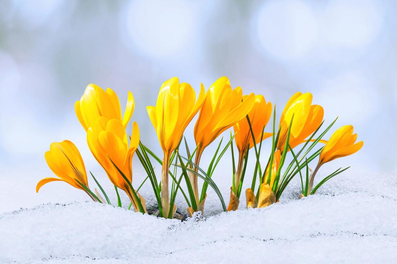【ガーデニング】寒さの中で咲く花［9選］春の訪れを教えてくれる