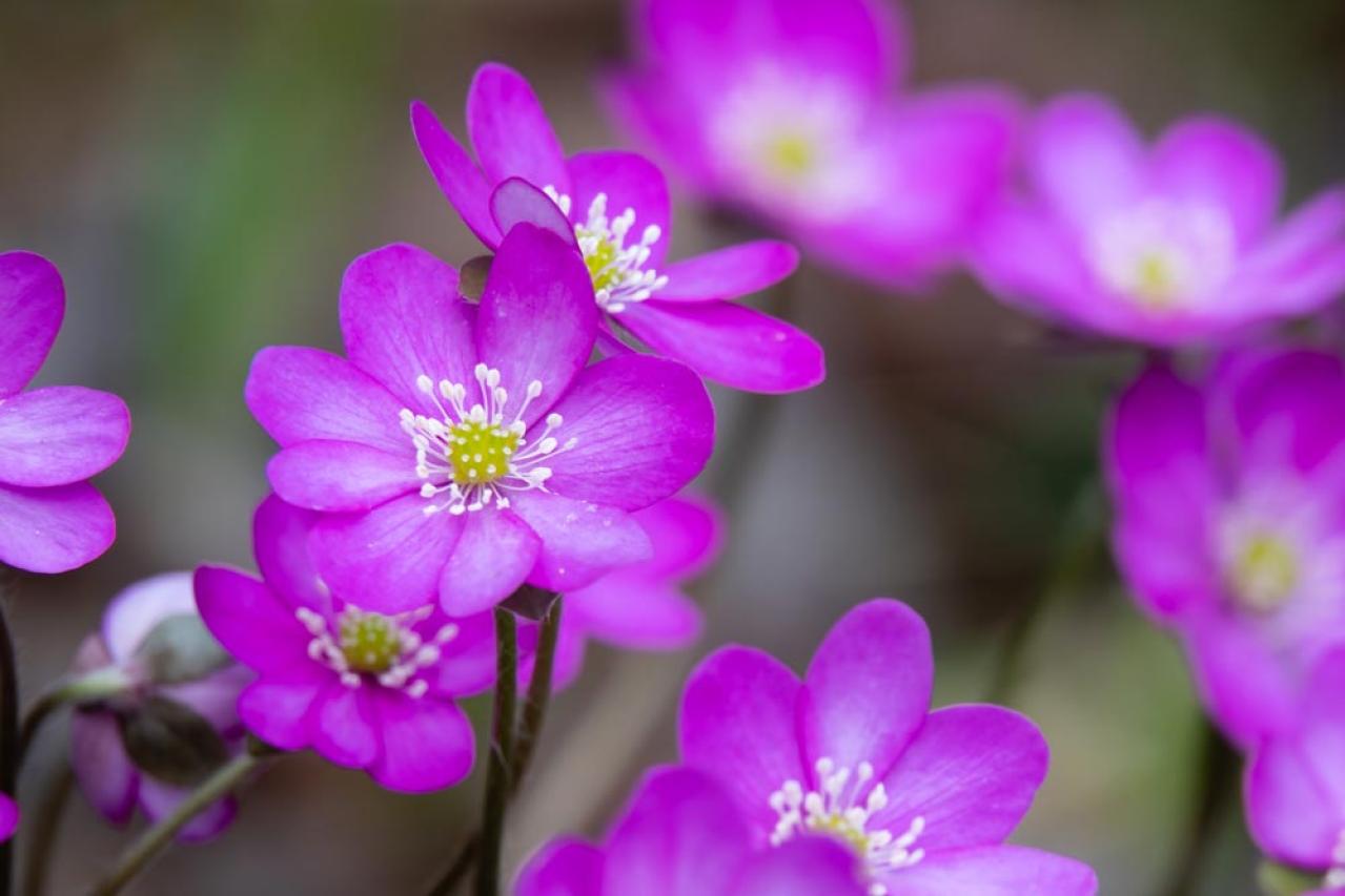 【ガーデニング】寒さの中で咲く花［9選］春の訪れを教えてくれる（画像7）