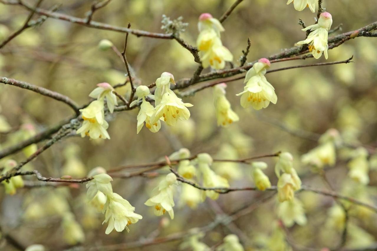 【ガーデニング】寒さの中で咲く花［9選］春の訪れを教えてくれる（画像13）