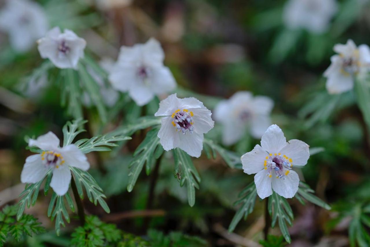 【ガーデニング】寒さの中で咲く花［9選］春の訪れを教えてくれる（画像6）