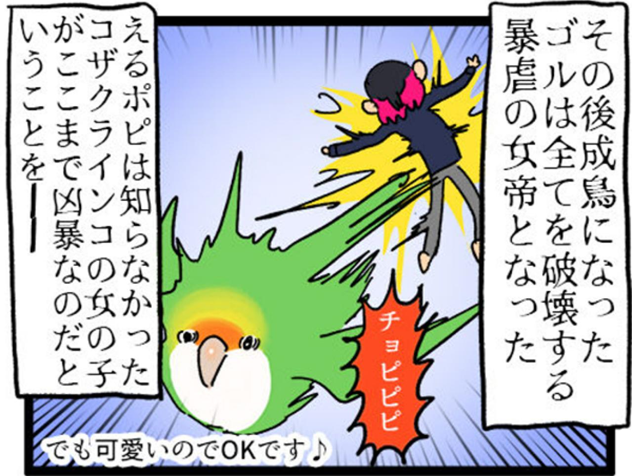 【鳥マンガ＃5】インコVS飼い主の偽卵戦争　ゴルちゃんとの出会い（画像14）