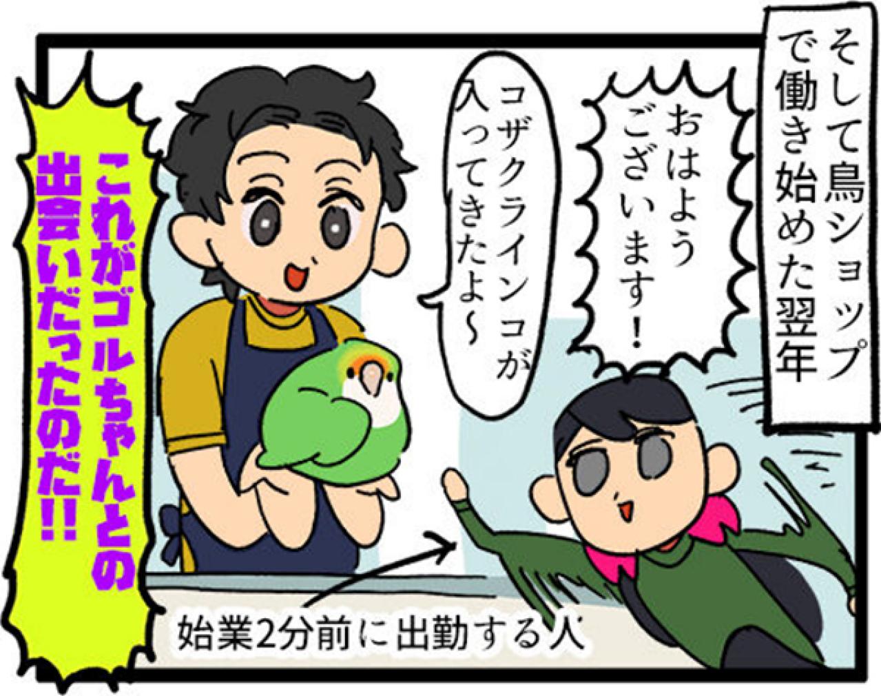 【鳥マンガ＃5】インコVS飼い主の偽卵戦争　ゴルちゃんとの出会い（画像11）